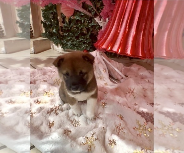 Medium Photo #2  Breeder Profile in CHULA VISTA, CA, USA