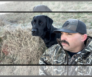 Labrador Retriever Dog Breeder near SHAWNEE, OK, USA