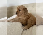 Small breeder photo