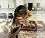 Small #9 Breeder Profile image