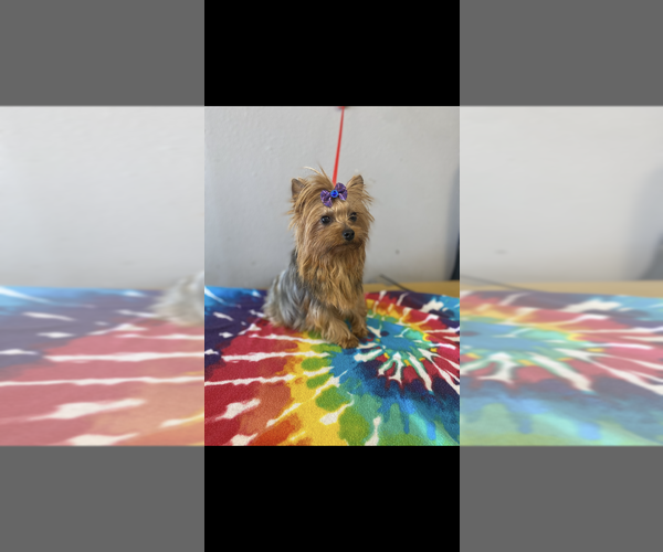 Medium Photo #17  Breeder Profile in DENHAM SPRINGS, LA, USA