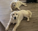 Small #1 Breeder Profile image