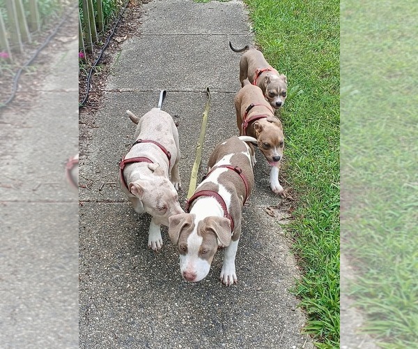 Medium Photo #9  Breeder Profile in BARNEGAT, NJ, USA