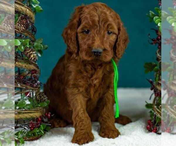 Medium Photo #5  Breeder Profile in MIDDLETOWN, VA, USA