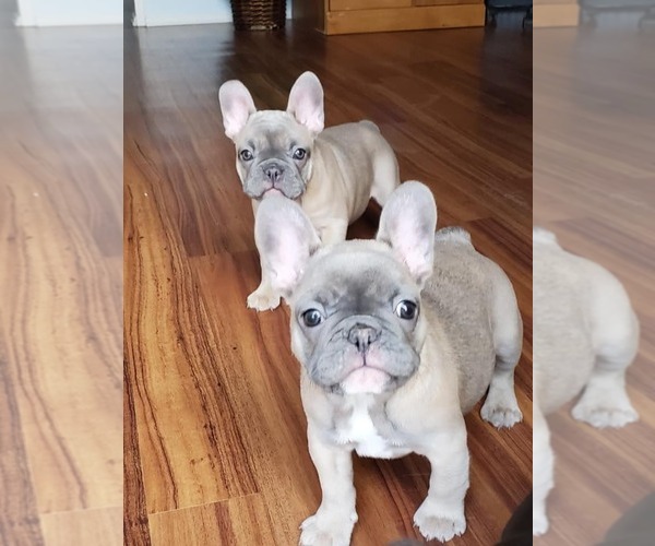 Medium Photo #9  Breeder Profile in BOSTON, KY, USA