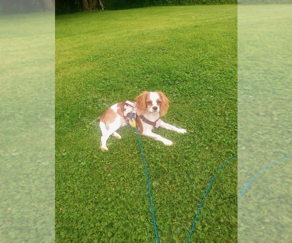 Medium Photo #1  Breeder Profile in CHENANGO FORKS, NY, USA