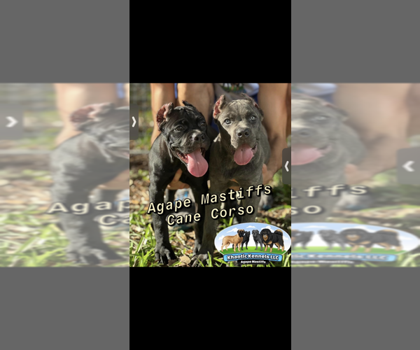 Medium Photo #47  Breeder Profile in MORRISTON, FL, USA