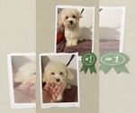 Small breeder photo