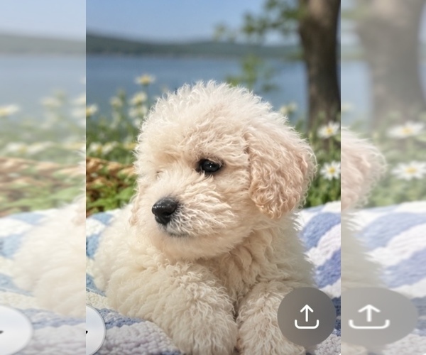 Medium Photo #5  Breeder Profile in CONROE, TX, USA