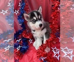 Small breeder photo