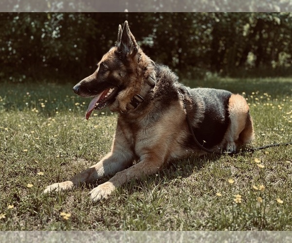 Medium Photo #1  Breeder Profile in MARIANNA, FL, USA