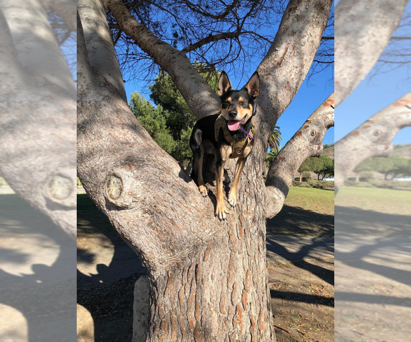 Medium Photo #24  Breeder Profile in CAMAS, WA, USA