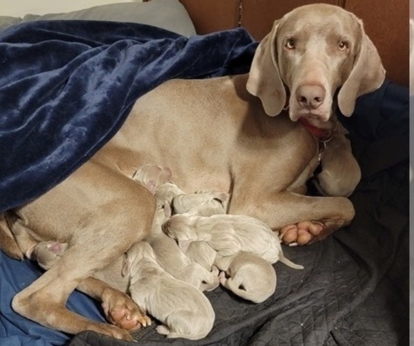 Medium Photo #1  Breeder Profile in NEWCASTLE, OK, USA
