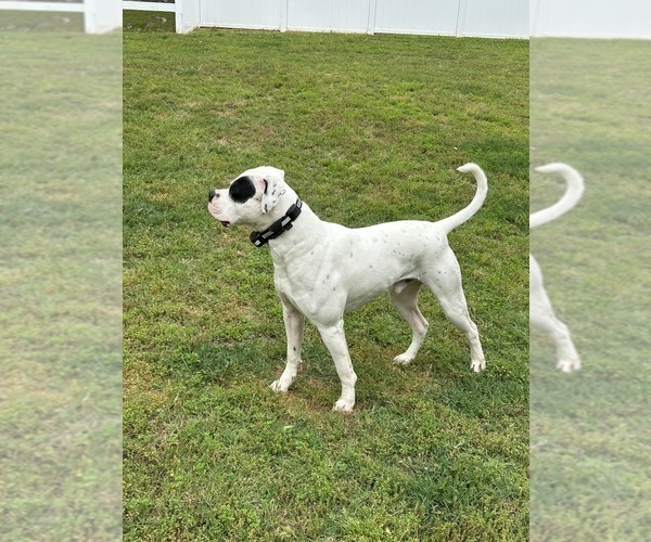 Medium Photo #1  Breeder Profile in AHOSKIE, NC, USA