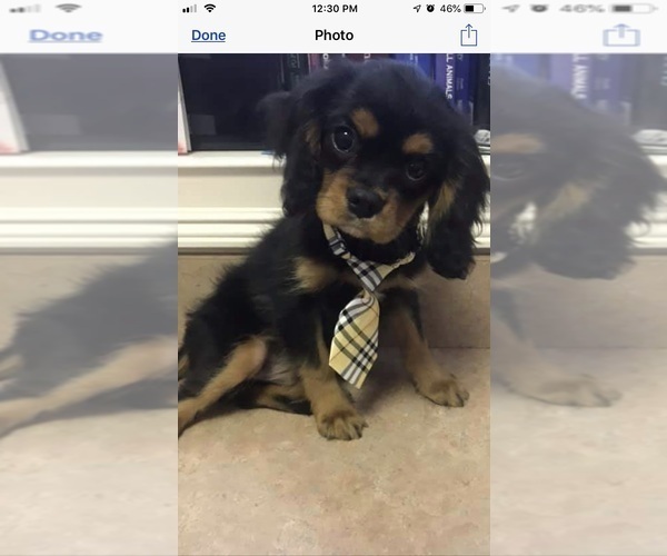 Medium Photo #8  Breeder Profile in PARKERS LAKE, KY, USA