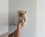 Small breeder photo
