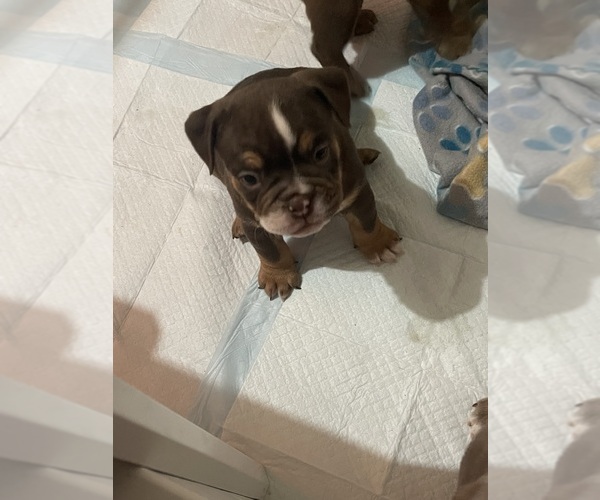 Medium Photo #3  Breeder Profile in SPANAWAY, WA, USA