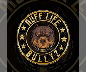 American Bully Dog Breeder in WORCESTER,  USA