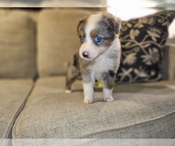 Medium Photo #1  Breeder Profile in WOODSTOCK, GA, USA