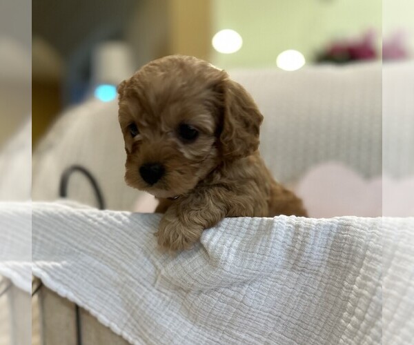 Medium Photo #8  Breeder Profile in MAGNOLIA, TX, USA