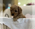 Small #7 Breeder Profile image