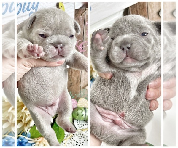 Medium Photo #1  Breeder Profile in CHESTER, NY, USA