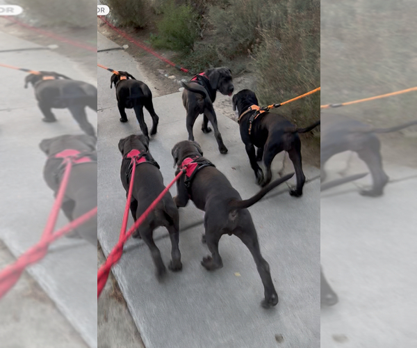 Medium Photo #3  Breeder Profile in WOODLAND HILLS, CA, USA