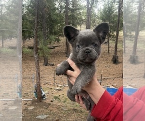 Medium Breeder Profile Photo