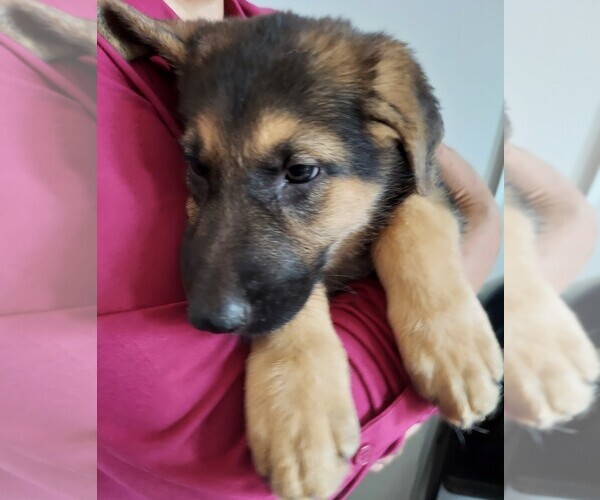 Medium Photo #1  Breeder Profile in ADELANTO, CA, USA