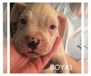 Boxer Dog Breeder near SUMTER, SC, USA