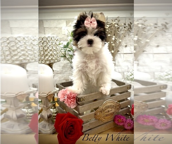 Medium Photo #7  Breeder Profile in PLANO, TX, USA