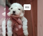 Small #9 Breeder Profile image