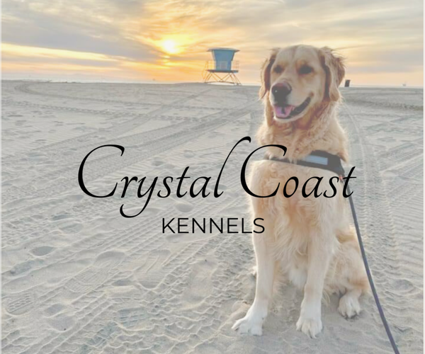 Medium Photo #6  Breeder Profile in STELLA, NC, USA
