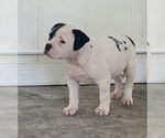 Small #34 Breeder Profile image