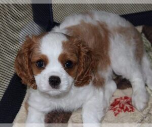 Cavalier King Charles Spaniel Dog Breeder near PLYMOUTH, IN, USA
