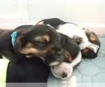 Small #18 Breeder Profile image
