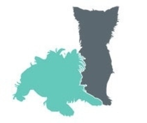 Yorkshire Terrier Dog Breeder near AUSTIN, TX, USA