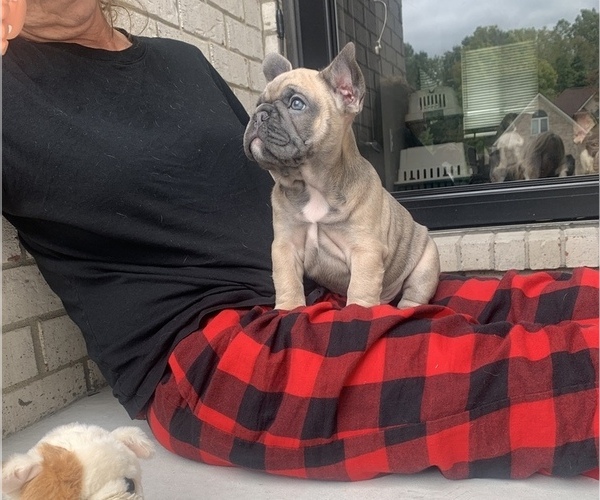 Medium Photo #7  Breeder Profile in CLAY, MI, USA