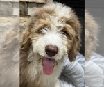 Small #9 Breeder Profile image