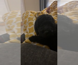Goldendoodle Dog Breeder near DUSON, LA, USA