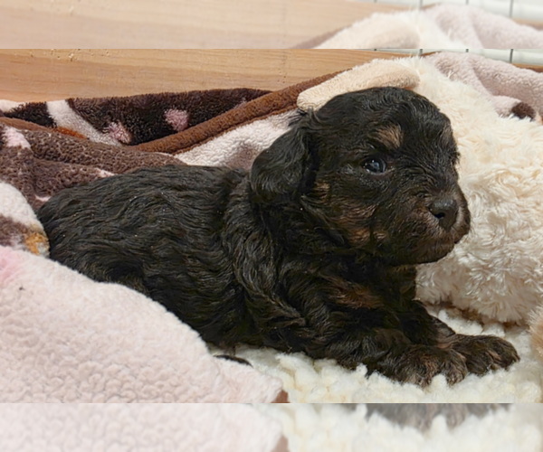 Medium Photo #3  Breeder Profile in MENTOR, OH, USA