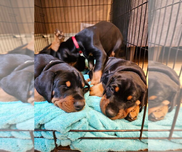 Medium Photo #26  Breeder Profile in NORTH SMITHFIELD, RI, USA