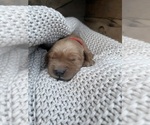Small #1 Breeder Profile image