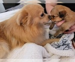 Small breeder photo