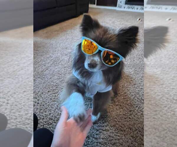 Medium Photo #60  Breeder Profile in BURNS TOWNSHIP, MN, USA