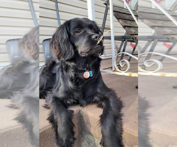 Medium Photo #9  Breeder Profile in Aylmer, Ontario, Canada