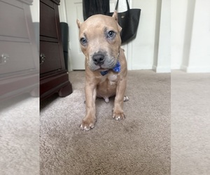 American Bully Dog Breeder near WOODBRIDGE, VA, USA