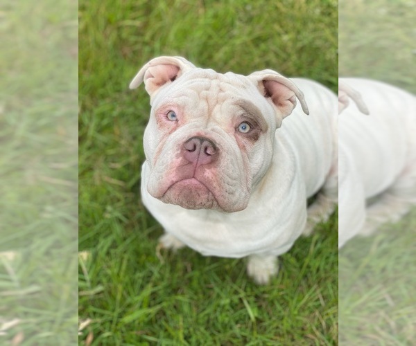 Medium Photo #9  Breeder Profile in PORTLAND, OR, USA