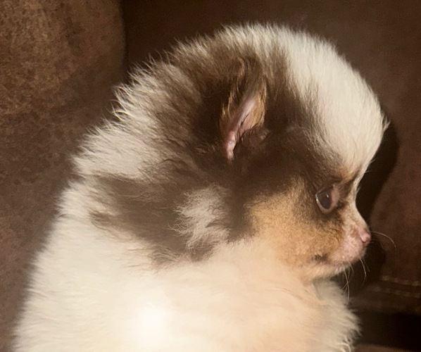 Medium Photo #6  Breeder Profile in ANDALUSIA, AL, USA