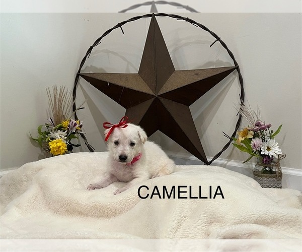 Medium Photo #9  Breeder Profile in GRIFFIN, GA, USA